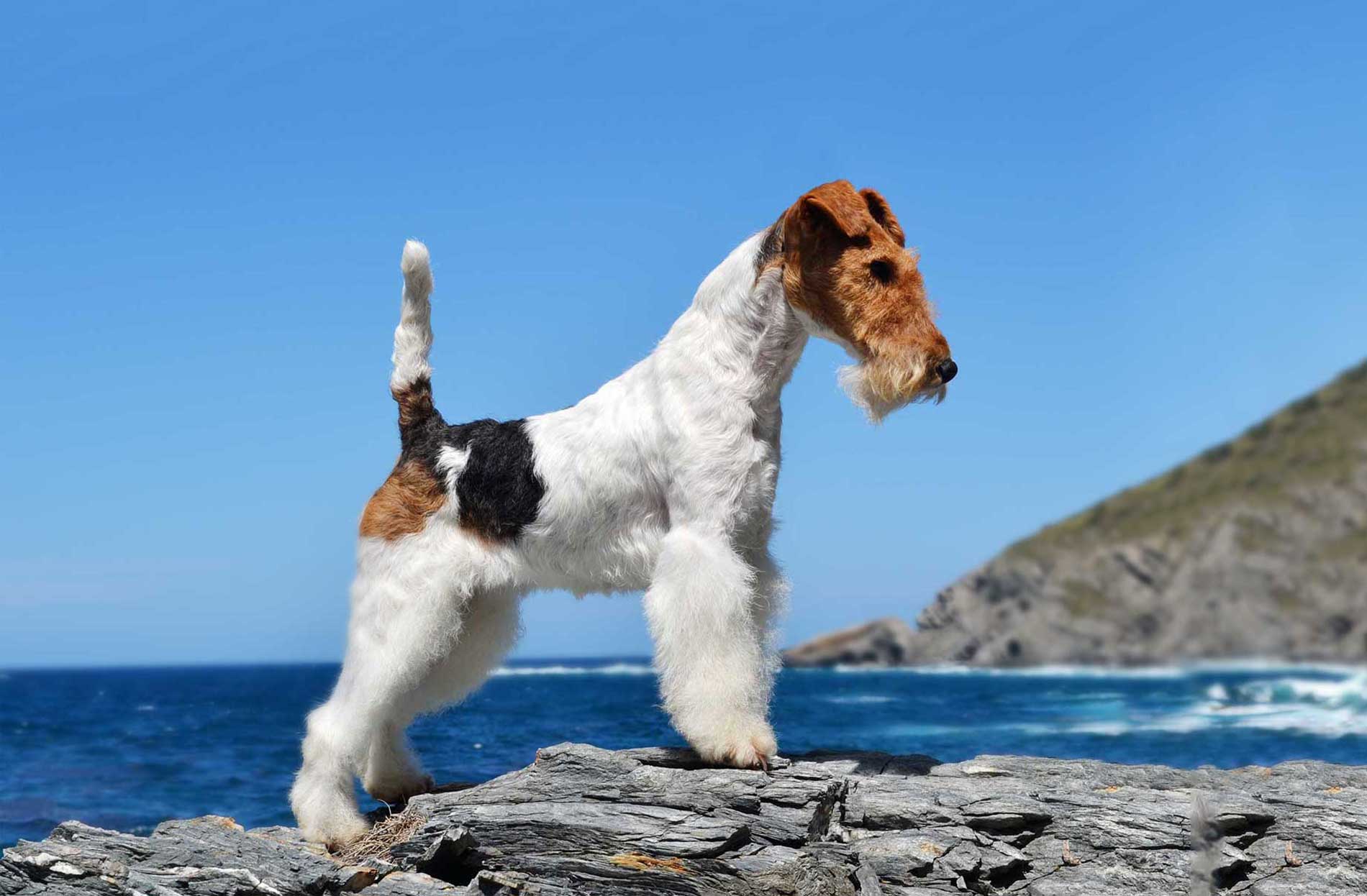 wire fox terrier